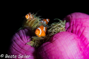Clownfish at Pintuyan house reef by Beate Seiler 